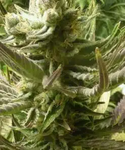 Tigermelon Autoflowering Feminized Marijuana Seeds | The Seed Fair