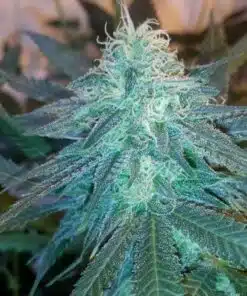Triple Cheese Autoflowering Feminized Marijuana Seeds | The Seed Fair
