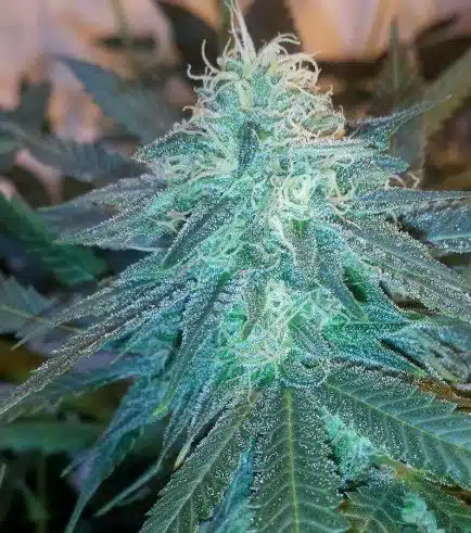Triple Cheese Autoflowering Feminized Marijuana Seeds | The Seed Fair
