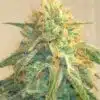 Tyson AutoFlowering Marijuana Seeds | Tyson Autoflowering Seeds | The Seed Fair