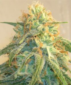 Tyson AutoFlowering Marijuana Seeds | Tyson Autoflowering Seeds | The Seed Fair