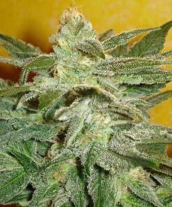 Venus OG Autoflowering Feminized Marijuana Seeds | The Seed Fair