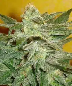 Venus OG Autoflowering Feminized Marijuana Seeds | The Seed Fair