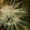 White Fire 43 Autoflowering Marijuana Seeds | White Fire Strain | The Seed Fair