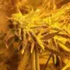 White Lightning AutoFlowering Feminized Marijuana Seeds | The Seed Fair