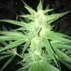 White Nightmare AutoFlowering Feminized Marijuana Seeds | The Seed Fair