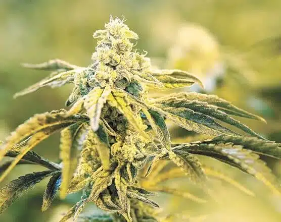 WSU Autoflowering Feminized Marijuana Seeds | WSU Strain | The Seed Fair