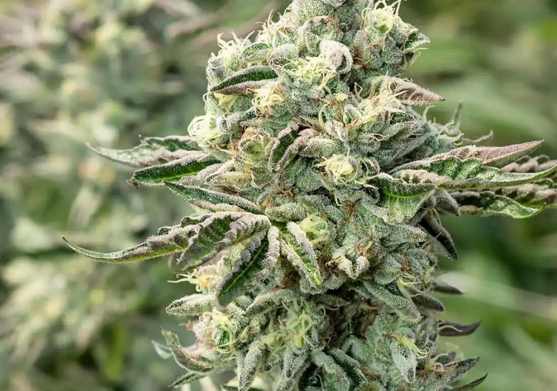 WTF Autoflowering Feminized Marijuana Seeds | WTF Strain | The Seed Fair