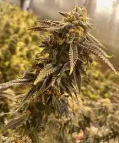 X-Files Autoflowering Feminized Marijuana Seeds | X-Files Strain | The Seed Fair