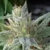 Bloo’s Kloos Autoflowering Feminized Marijuana Seeds | Bloo's Kloos | The Seed Fair