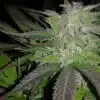 Bubba 76 Feminized Cannabis Seeds | Bubba 76 Strain | The Seed Fair