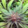 Burmese Kush Feminized Cannabis Seeds | Burmese Kush Strain | The Seed Fair