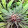 Burmese Kush Autoflowering Marijuana Seeds | Burmese Kush Strain | The Seed Fair