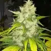 Chocolate Chunk Autoflowering Feminized Marijuana Seeds | The Seed Fair