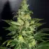 Chronic Autoflowering Marijuana Seeds | Chronic Autoflowering Strain | The Seed Fair