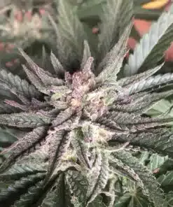 Deep Mandarine CBD Feminized Cannabis Seeds | The Seed Fair