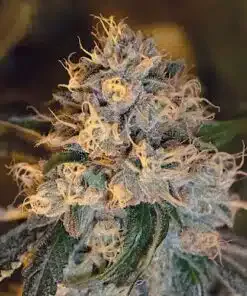 Dizzy OG Autoflowering Feminized Marijuana Seeds | Dizzy OG Strain | The Seed Fair