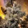 Dogwalker OG AutoFlowering Marijuana Seeds | Dogwalker OG Strain | The Seed Fair