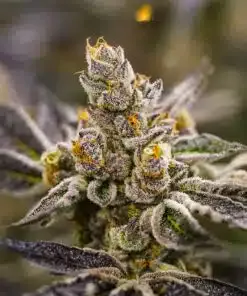 Dosidos Feminized Cannabis Seeds | Dosidos Feminized Strain | The Seed Fair