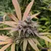 Dream Berry AutoFlowering Marijuana Seeds | Dream Berry Strain | The Seed Fair