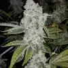 El Chapo Feminized Cannabis Seeds | El Chapo Strain | The Seed Fair