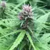 Frisian Dew Feminized Cannabis Seeds | Frisian Dew Strain | The Seed Fair