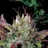 Gelato Glue Feminized Cannabis Seeds | Gelato Glue Strain | The Seed Fair