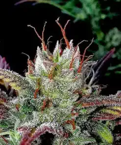 Gelato Glue Feminized Cannabis Seeds | Gelato Glue Strain | The Seed Fair