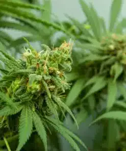 Green Goblin AutoFlowering Marijuana Seeds | Green Goblin Strain | The Seed Fair