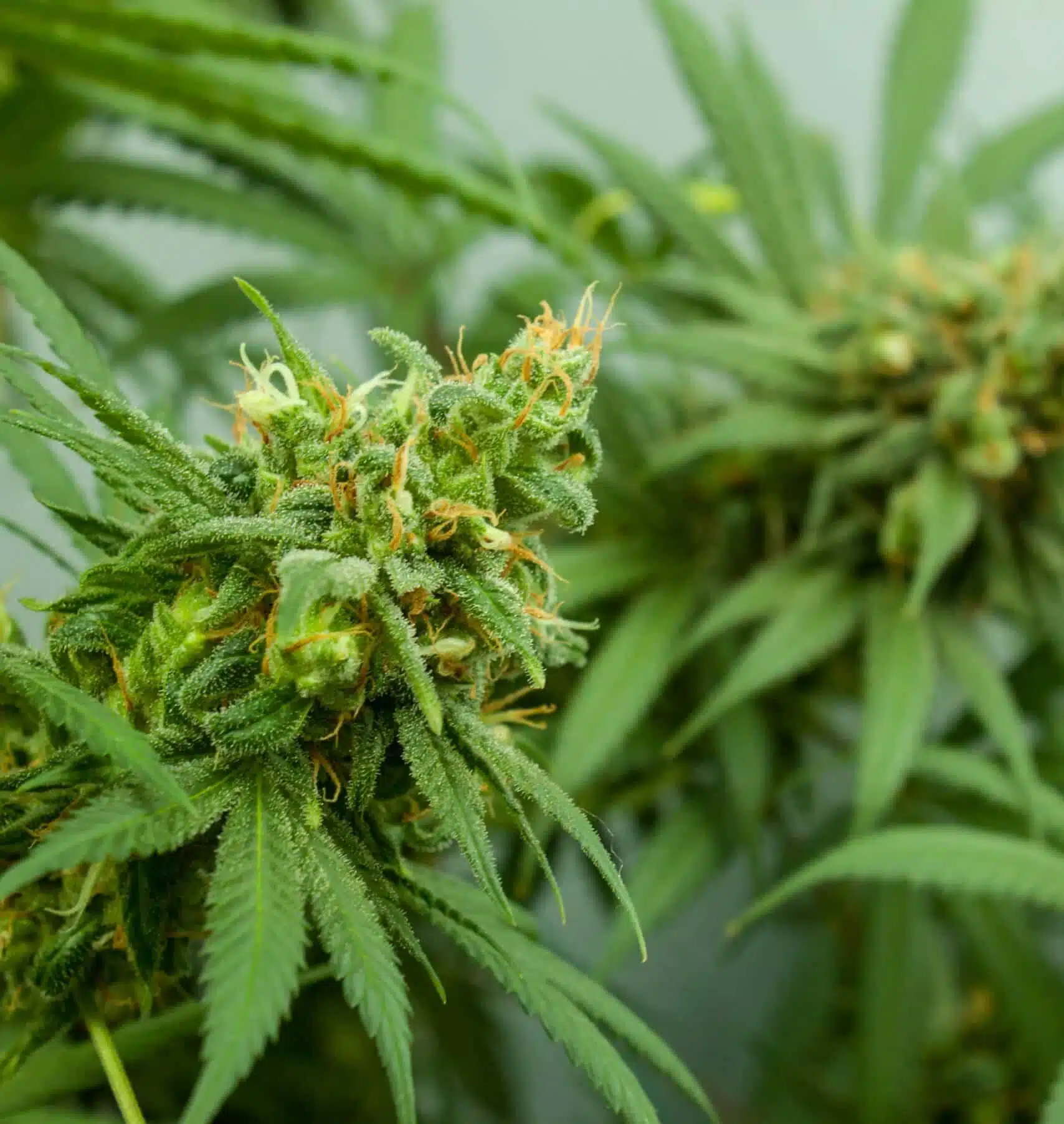 Green Goblin AutoFlowering Marijuana Seeds | Green Goblin Strain | The Seed Fair