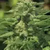 Green Queen AutoFlowering Marijuana Seeds | Green Queen Strain | The Seed Fair