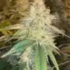 Hashbar OG Autoflowering Feminized Marijuana Seeds | Hashbar OG | The Seed Fair