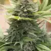 Industrial Plant Autoflowering Feminized Marijuana Seeds | Industrial Plant | The Seed Fair