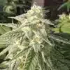 Jedi Kush AutoFlowering Feminized Marijuana Seeds | Jedi Kush Strain | The Seed Fair