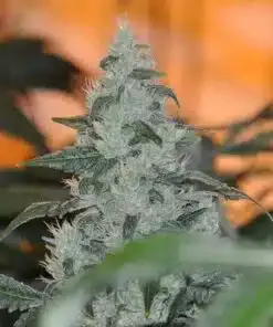 Master Jedi AutoFlowering Feminized Marijuana Seeds | Master Jedi Strain | The Seed Fair