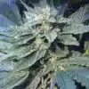 Papa’s OG Autoflowering Feminized Marijuana Seeds | The Seed Fair