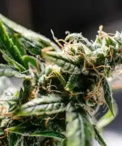 Paris XXX Autoflowering Feminized Marijuana Seeds | The Seed Fair