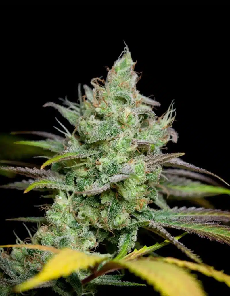 Pennywise Autoflowering Feminized Marijuana Seeds | Pennywise Strain | The Seed Fair