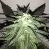 Pot of Gold Autoflowering Feminized Marijuana Seeds | Pot of Gold | The Seed Fair
