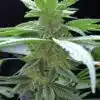 Purple Martian Kush Autoflowering Feminized Marijuana Seeds | The Seed Fair