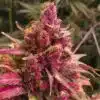 Red Congolese AutoFlowering Feminized Marijuana Seeds | The Seed Fair