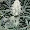 Remedy Autoflowering Feminized Marijuana Seeds | Remedy Strain | The Seed Fair