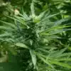 Ringo’s Gift CBD Feminized Marijuana Seeds | Ringo's Gift Strain | The Seed Fair