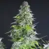 Romulan Haze Autoflowering Feminized Marijuana Seeds | The Seed Fair