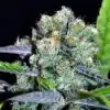 Shark Shock Autoflowering Feminized Marijuana Seeds | The Seed Fair