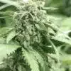 Shoreline AutoFlowering Marijuana Seeds | Shoreline Strain | The Seed Fair