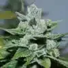 Smelliot Autoflowering Feminized Marijuana Seeds | Smelliot Strain | The Seed Fair