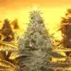 Sour Dubble Autoflowering Feminized Marijuana Seeds | The Seed Fair