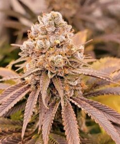 XXX 420 Autoflowering Feminized Marijuana Seeds | XXX 420 | The Seed Fair