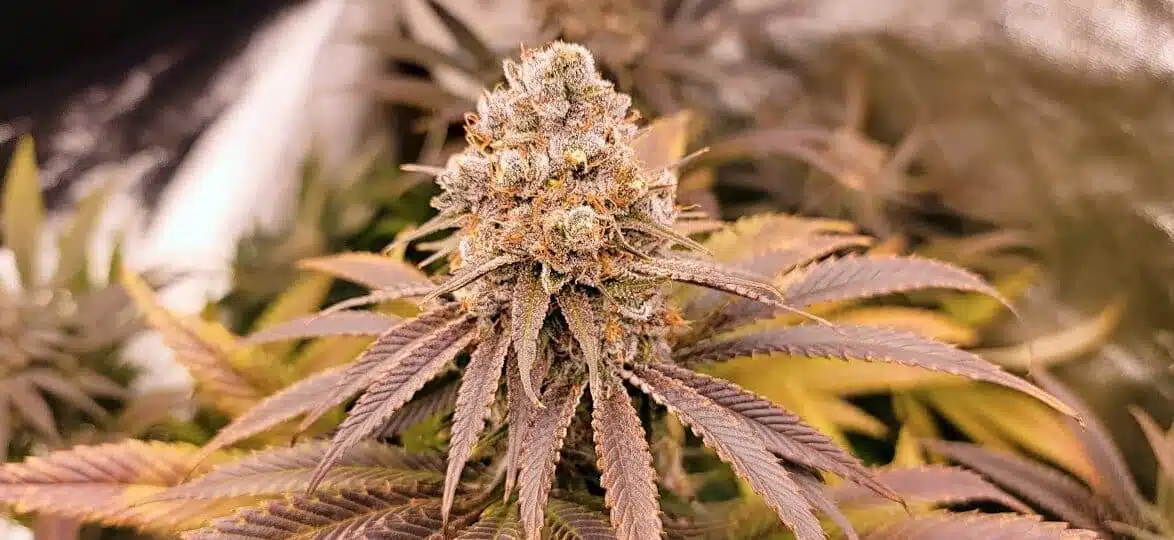 XXX 420 Autoflowering Feminized Marijuana Seeds | XXX 420 | The Seed Fair